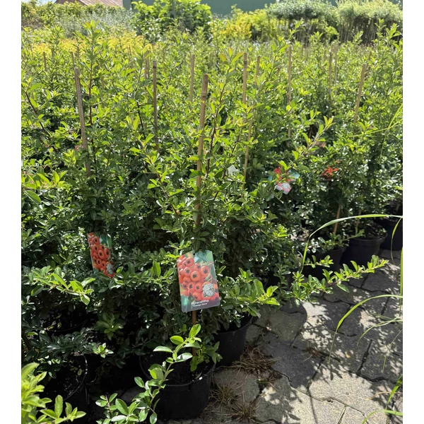 Tűztövis  PYRACANTHA COCCINEA ORANGE GLOW K3