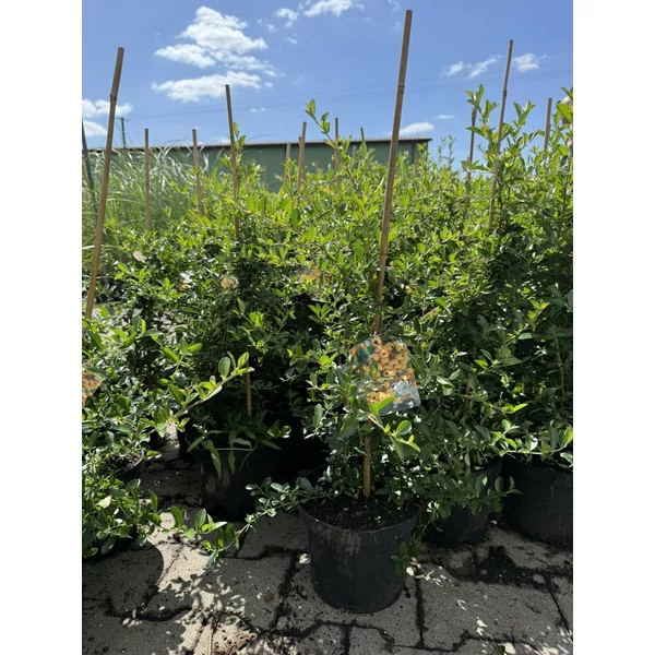 Tűztövis  PYRACANTHA COCCINEA SOLEIL D'OR K3