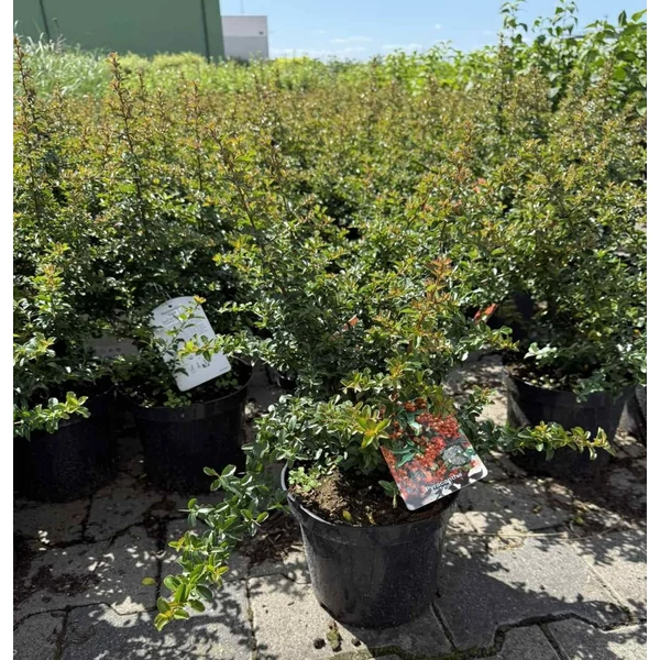 Tűztövis  PYRACANTHA COCCINEA TETON K3
