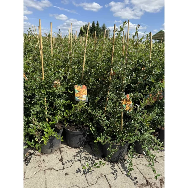 Tűztövis  PYRACANTHA COCCINEA GOLDEN CHARMER K3