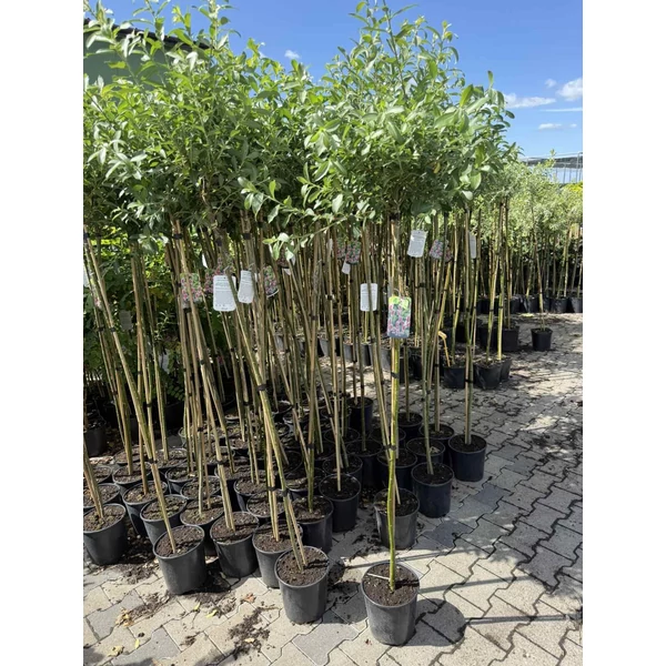 Rózsaszín barkafűz  SALIX GRACILISTYLA MOUNT ASO T150 K5