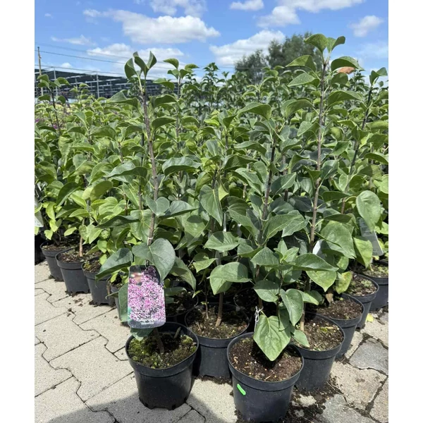 Közönséges orgona    SYRINGA VULGARIS SENSATION K2