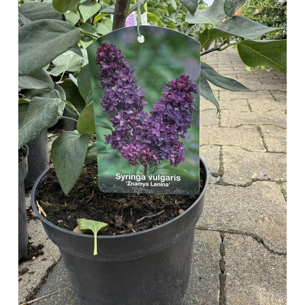 Közönséges orgona    SYRINGA VULGARIS ZNAMYA LENINA K2