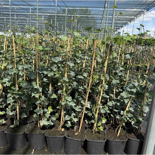 Ír borostyán   HEDERA HELIX HIBERNICA 60/80 K2