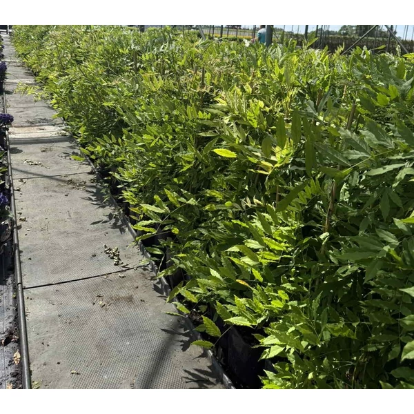 Lilaakác WISTERIA MACROSTACHYA BLUE MOON K3