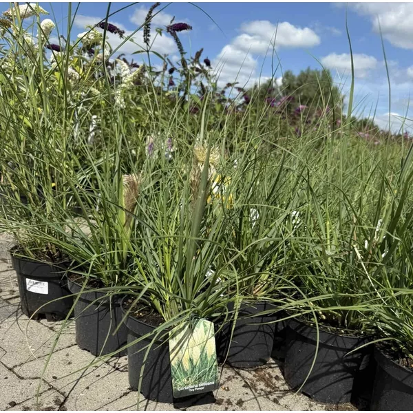Törpe pampafű  CORTADERIA SELLOANA TINY PAMPA K3