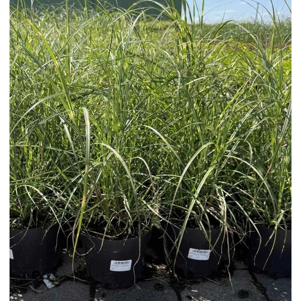 Kínai virágosnád   MISCANTHUS SINENSIS LITTLE ZEBRA K3