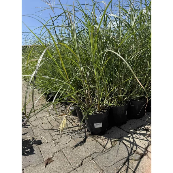 Kínai virágosnád   MISCANTHUS SINENSIS ROTSILBER K3