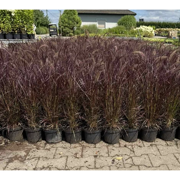 Rózsás tollborzfű  PENNISETUM SETACEUM RUBRUM K3
