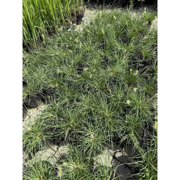 Évelő tollborzfű PENNISETUM ALOPECUROIDES LITTLE BUNNY K3