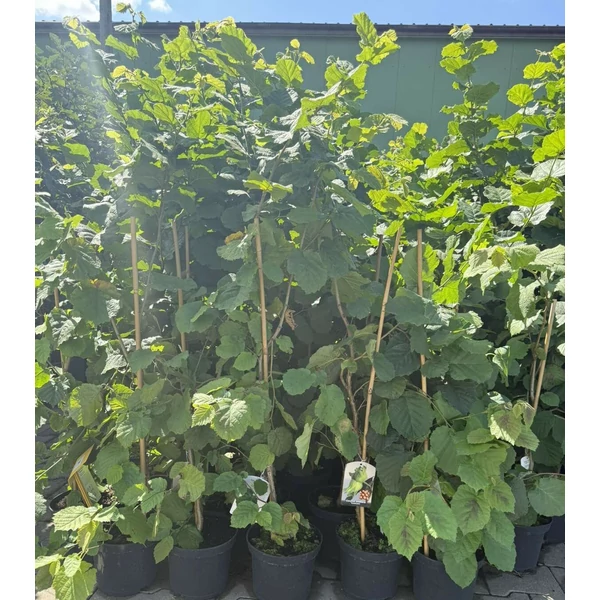 Cosford mogyoró  CORYLUS AVELLANA COSFORD K3