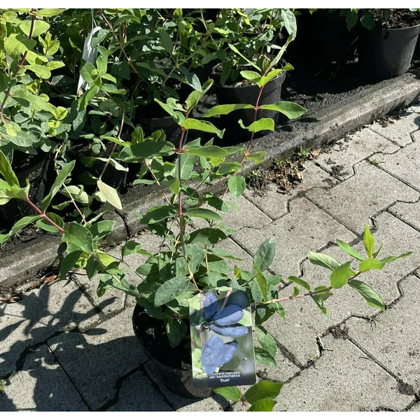 Sinoglaska mézbogyó  LONICERA ORIENTALIS DUET K2