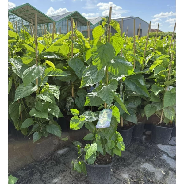 Fehér eperfa MORUS ALBA K3