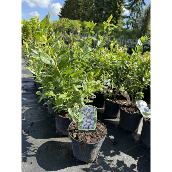 kék áfonya VACCINIUM CORYMBOSUM DUKE K2