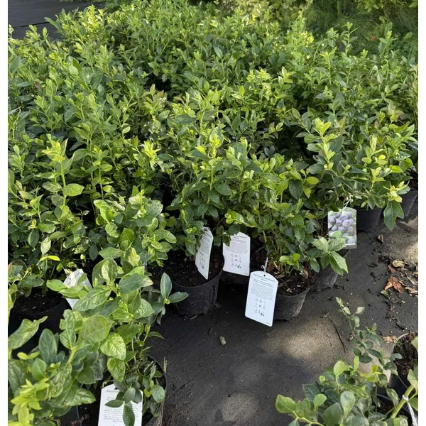 kék áfonya VACCINIUM CORYMBOSUM NELSON K3