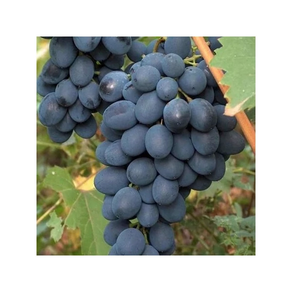 Csemegeszőlő  VITIS VINIFERA ALDEN (KÜLÖNLEGES CSEMEGE) K2