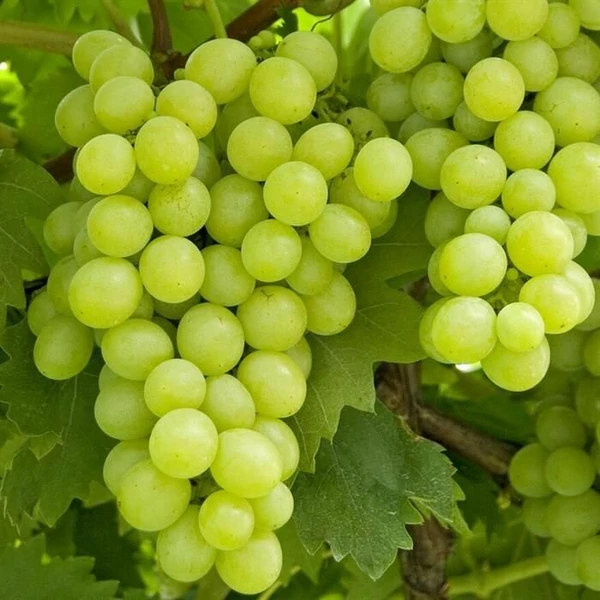 Csemegeszőlő VITIS VINIFERA LAKEMONT (KÜLÖNLEGES CSEMEGE) K2