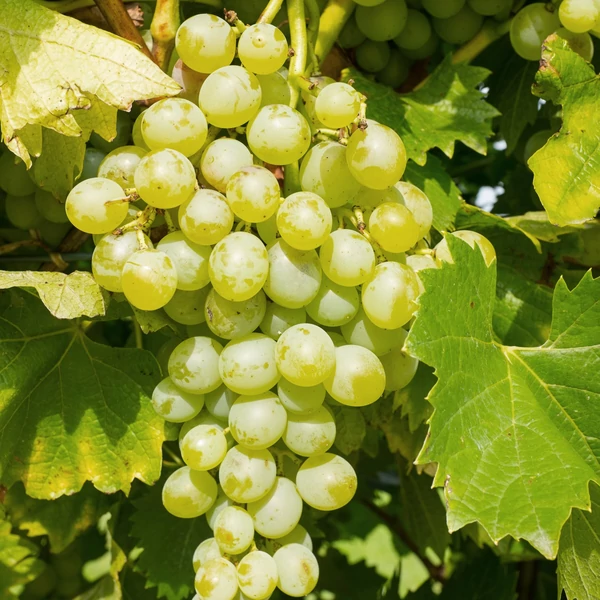 Csemegeszőlő VITIS VINIFERA MUSKAT ODESSKIJ (KÜLÖNLEGES CSEMEGE) K2