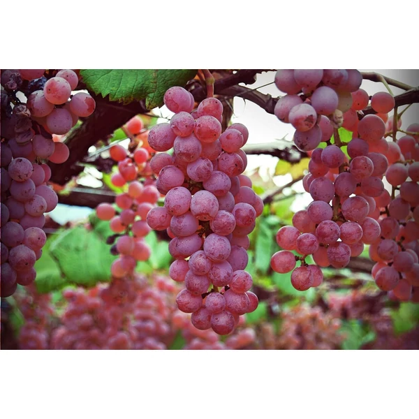 Csemegeszőlő VITIS VINIFERA SWENSON RED (KÜLÖNLEGES CSEMEGE) K2