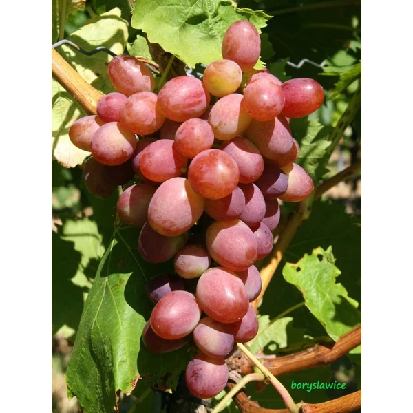 Csemegeszőlő VITIS VINIFERA WIKTORIA 5 (KÜLÖNLEGES CSEMEGE) K2