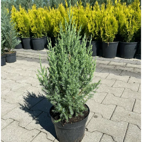 Kínai boróka    JUNIPERUS CHINENSIS STRICTA K3