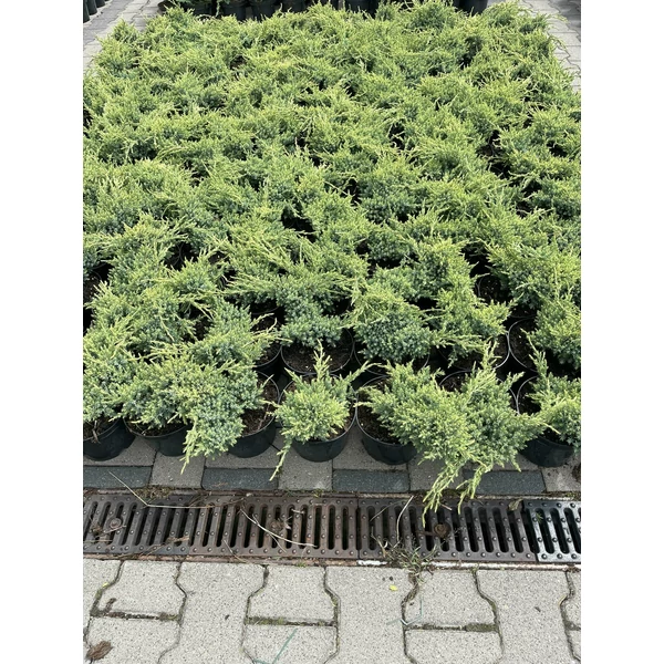 Himalájai törpeboróka  JUNIPERUS SQUAMATA HOLGER K2