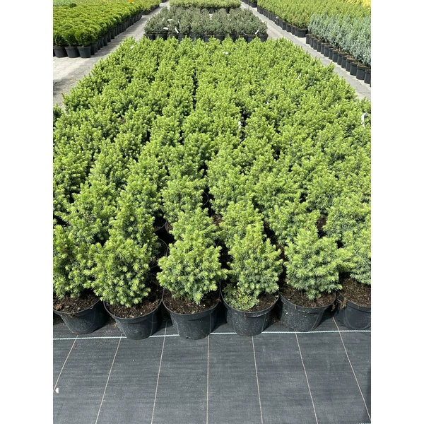 Törpe gömb cukorsüvegfenyő PICEA GLAUCA ALBERTA GLOBE K2