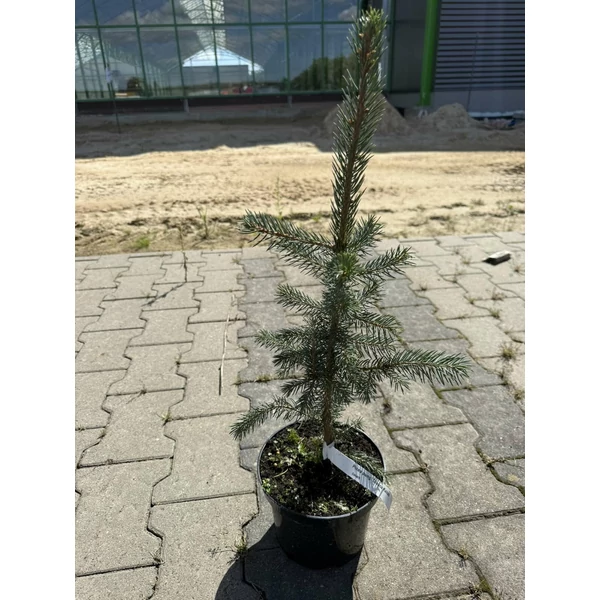 Ezüstfenyő PICEA PUNGENS GLAUCA KAIBAB K3