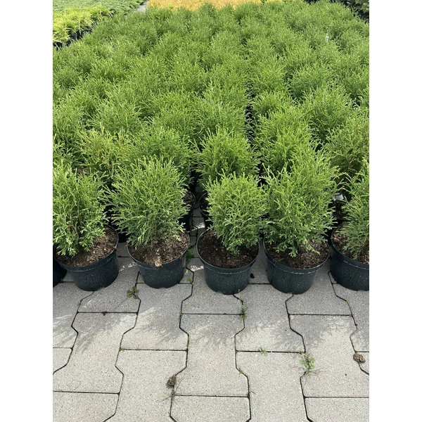 Gömbtuja  THUJA OCCIDENTALIS HOSERI K2