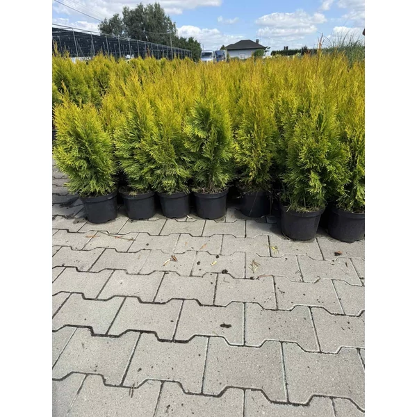 Arany smaragd tuja THUJA OCCIDENTALIS GOLDEN SMARAGD K2