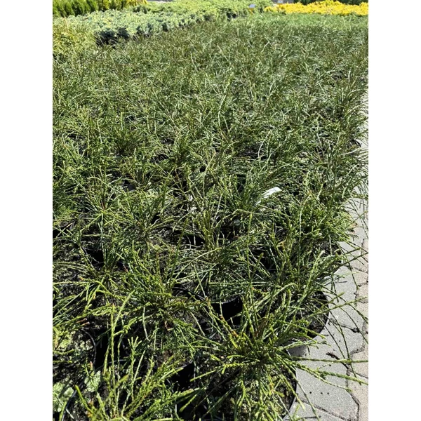 Fonalas tuja THUJA PLICATA WHIPCORD K2