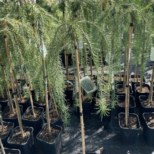 Európai vörösfenyő LARIX DECIDUA PENDULA TÖRZSES K6
