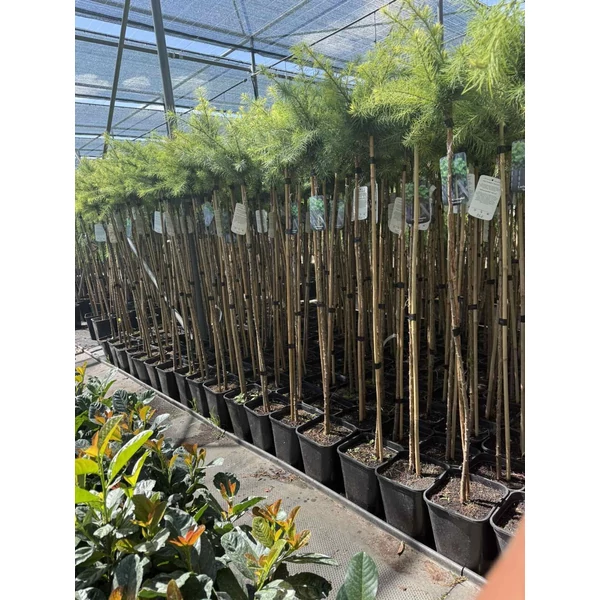 Japán vörösfenyő LARIX KAEMPFERI SUSTRZEEL TÖRZSES K5