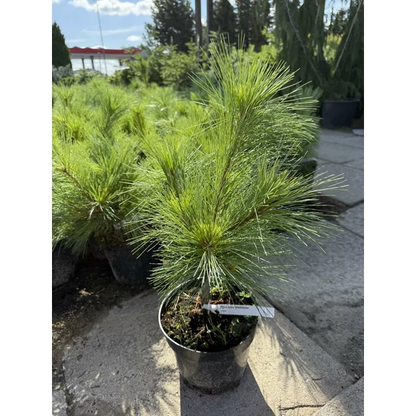 Törpefenyő  PINUS SCHWERINII WIETHORST K3