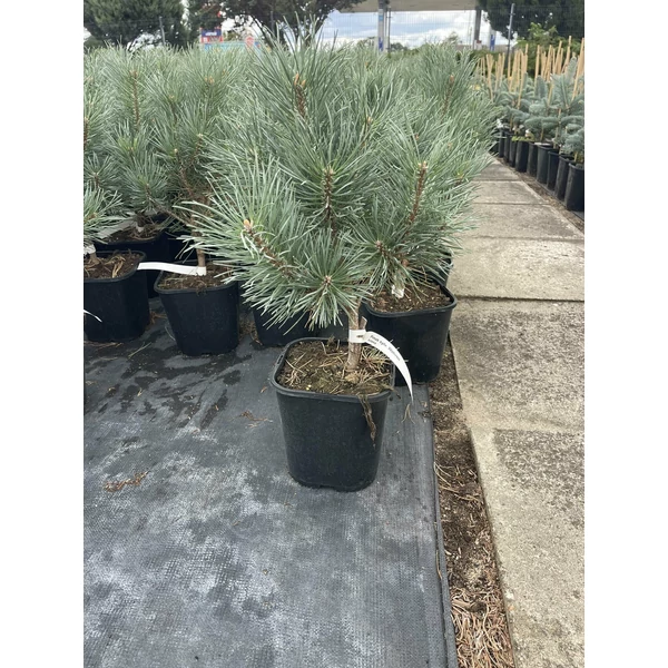 Törpe erdeifenyő  PINUS SYLVESTRIS WATERERI K3
