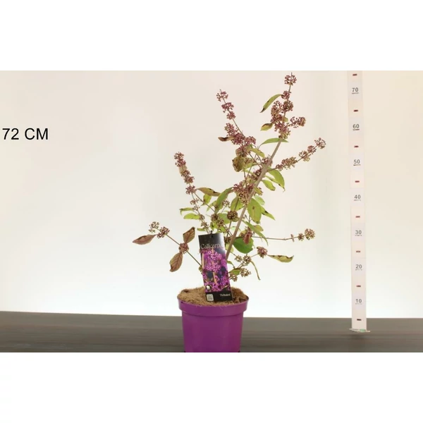 Kínai lilabogyó   CALLICARPA BODINIERI PROFUSION 55/60 CS19