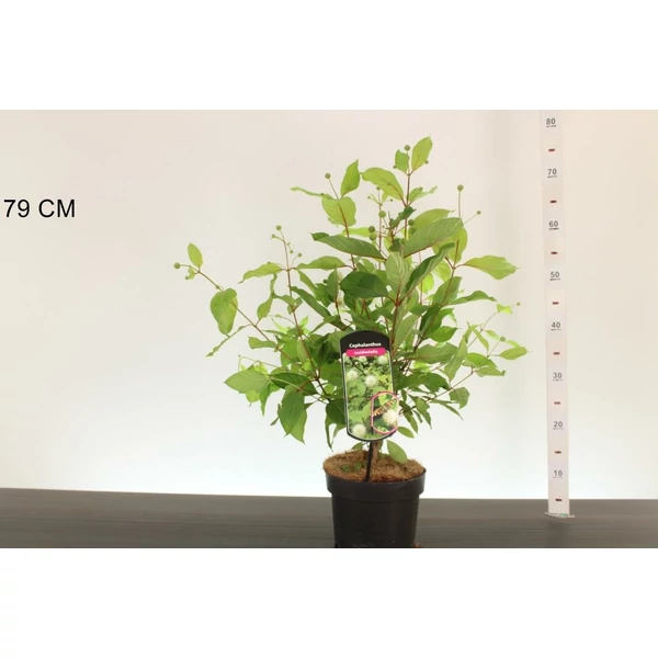 Gombvirágcserje  CEPHALANTHUS OCCIDENTALIS 30/40 K3