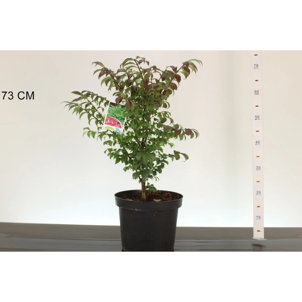 Szárnyas kecskerágó    EUONYMUS ALATUS COMPACTUS 50/60 K7,5