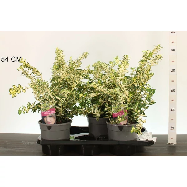 Repkény kecskerágó   EUONYMUS FORTUNEI BLONDY 25/30 K2,5