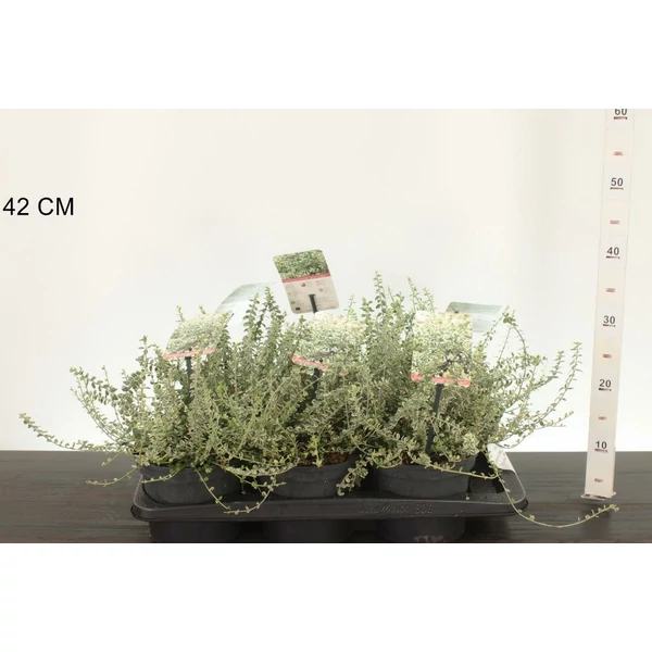 Repkény kecskerágó    EUONYMUS FORTUNEI SILVER CARPET 20/25 K2,5