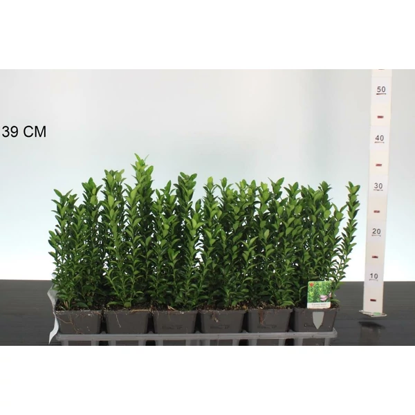Japán kecskerágó  EUONYMUS JAPONICUS GREEN SPIRE CS9