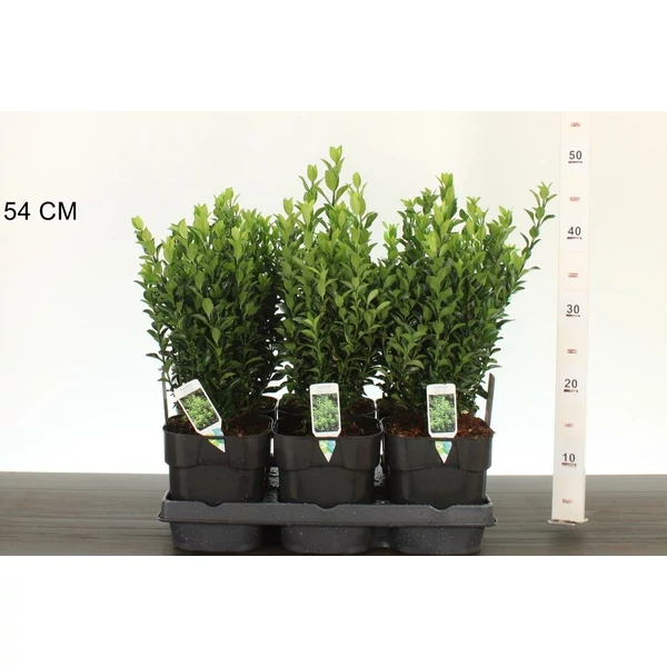 Japán kecskerágó  EUONYMUS JAPONICUS GREEN SPIRE 25/30 K2
