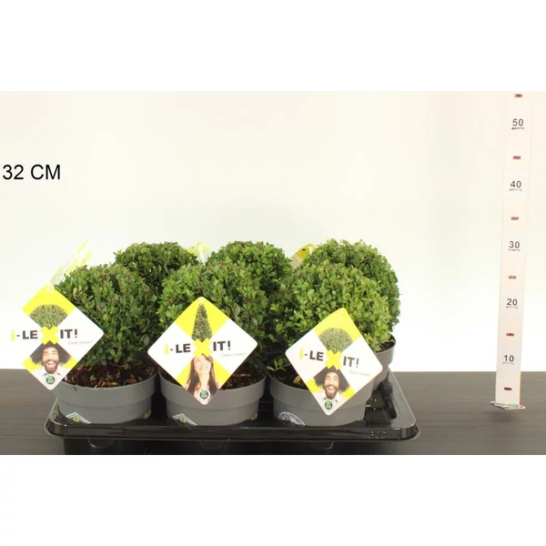 Csipkéslevelű magyal   ILEX CRENATA DARK GREEN 15/+ GÖMB K2