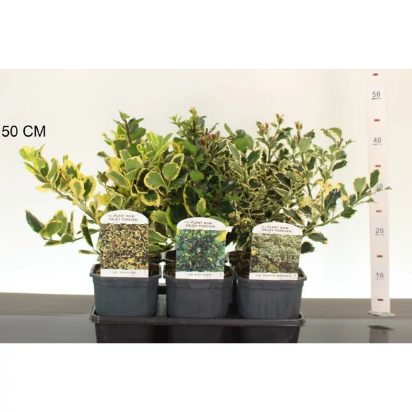Nagylevelű magyal  ILEX FAJTÁK 25/35 K2