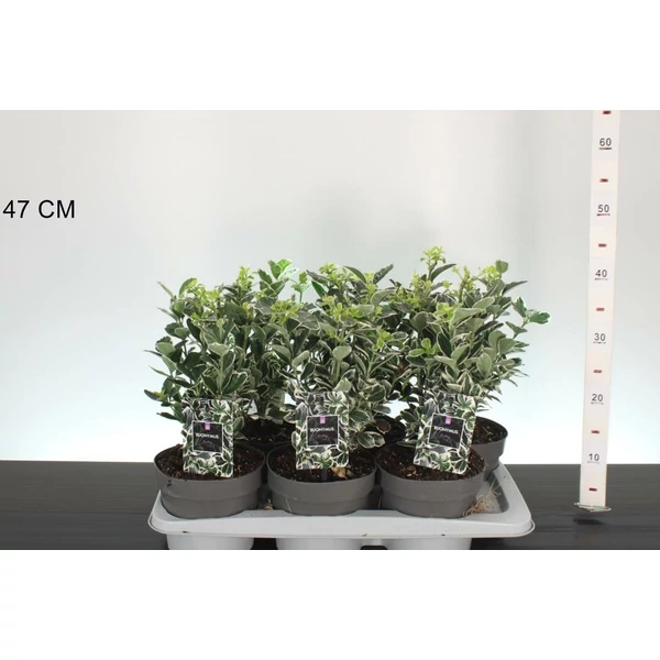 Japán kecskerágó   EUONYMUS JAPONICUS KATHY 25/30 K2