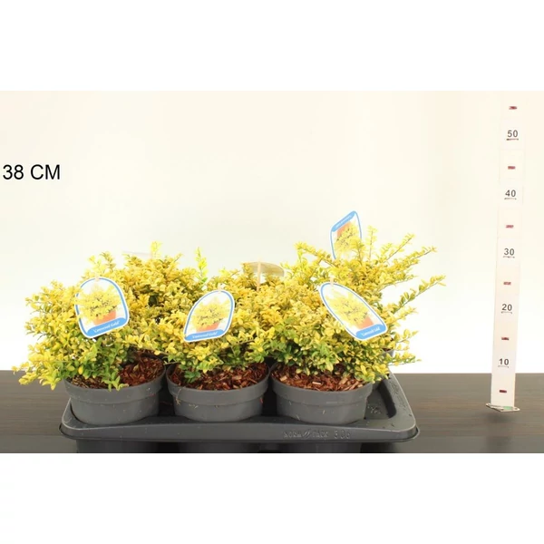 Csipkéslevelű magyal   ILEX CRENATA CONVEXED GOLD 20/25 K2