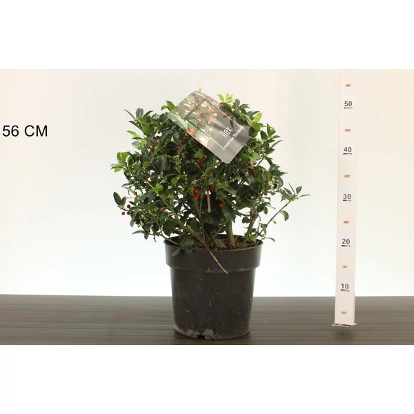 Kékeslevelű magyal   ILEX MESERVEAE BLUE MAID GÖMB 25/30 CS24