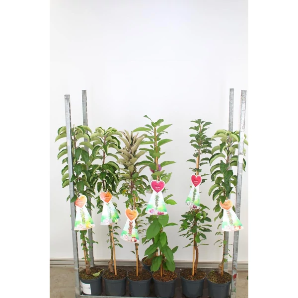 Oszlopos gyümölcsfa fajták  OSZLOPOS GYÜMÖLCSFA FAJTÁK 90/100 K5