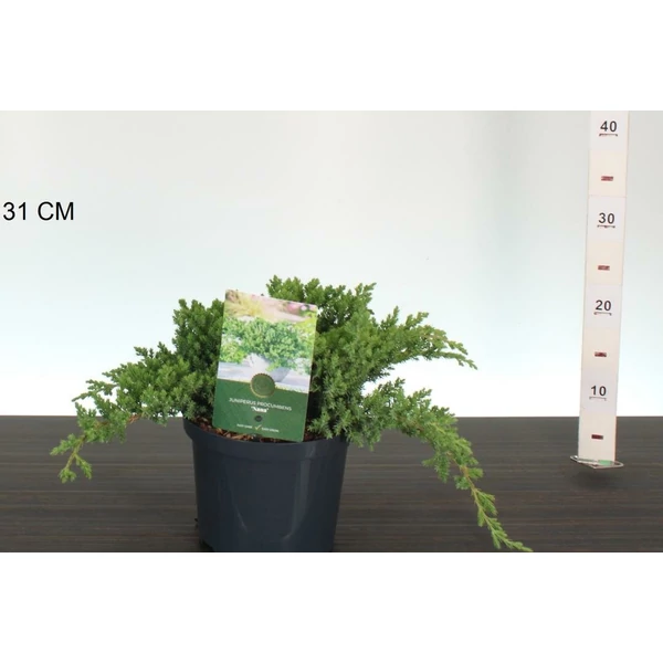 Japán törpeboróka   JUNIPERUS PROCUMBENS NANA 20/25 K2,5