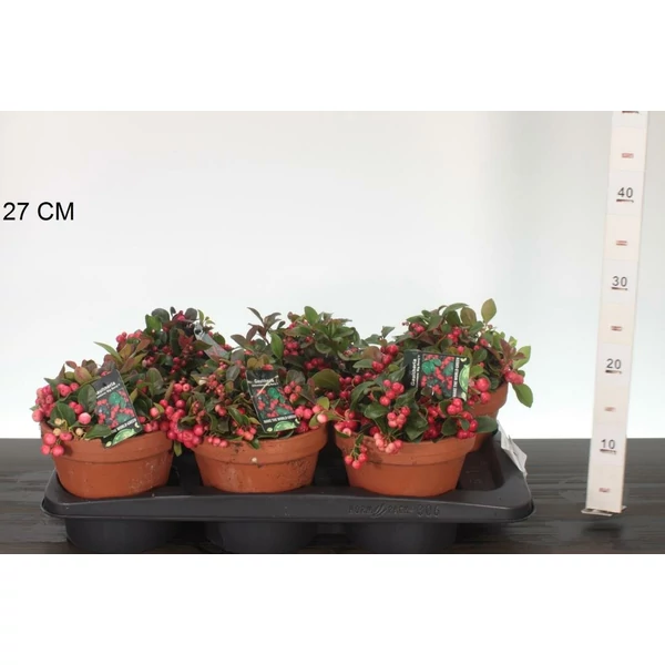 Fajdbogyó    GAULTHERIA PROCUMBENS BIG BERRY CS15